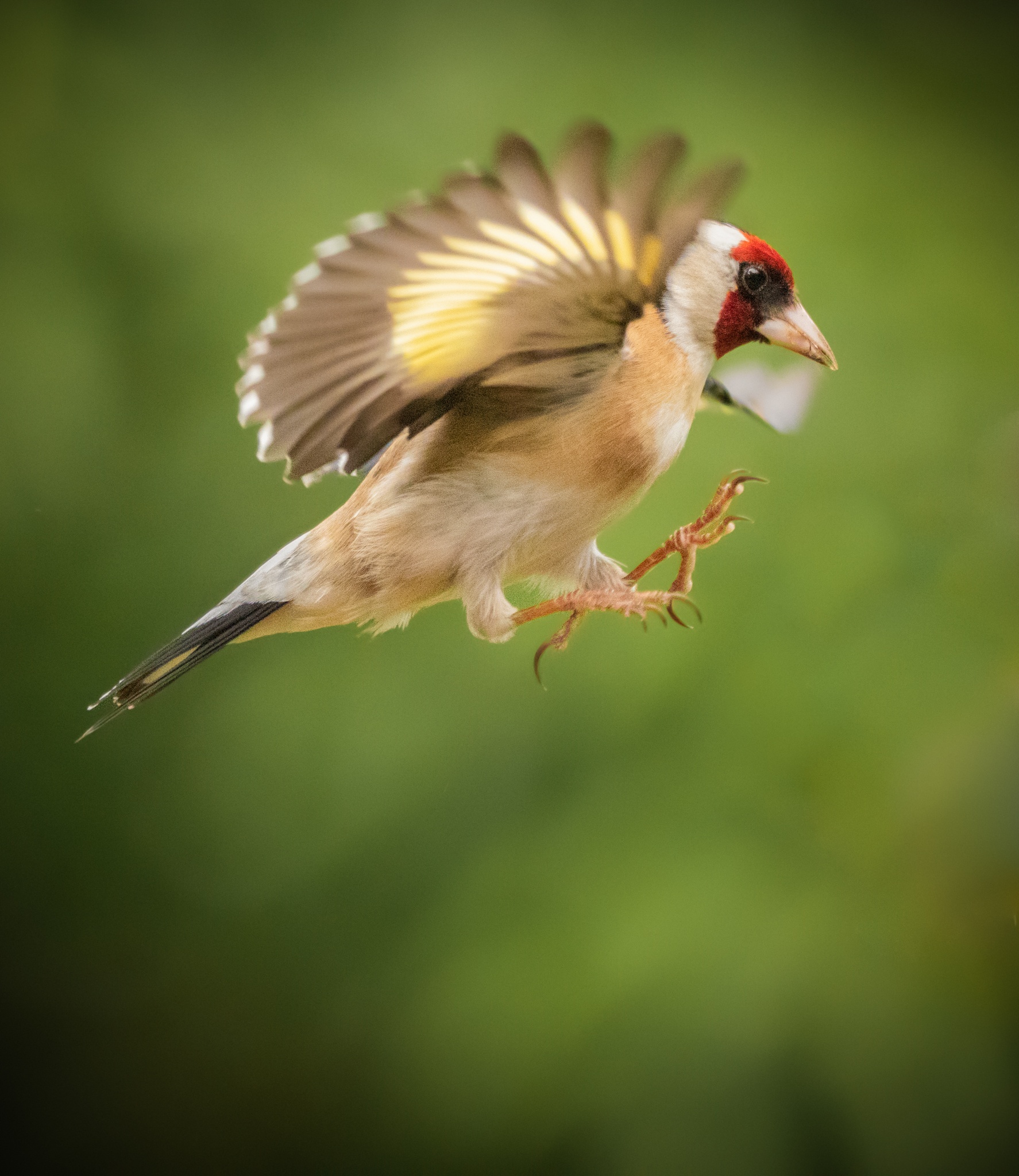 A photograph of Goldfinch on approach to our feeders - wings raised, and feet coming up to grab the perch post.